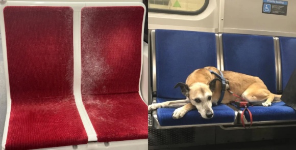 Могут ли домашние животные сидеть на сиденьях TTC? Пассажиры разделились в мнениях 