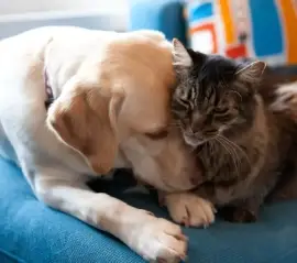 В Онтарио предложили запретить удаление когтей у кошек, купирование ушей и подрезание голосовых связок у собак