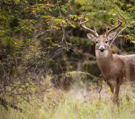 В Park Lawn Cemetery был обнаружен убитый олень — полиция просит помощи у жителей