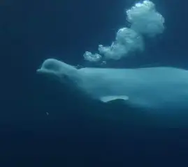 Канада условно одобрила вывоз белух из Marineland в США