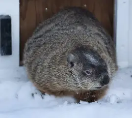 День сурка 2026: Вилли и Фред предсказали раннюю весну