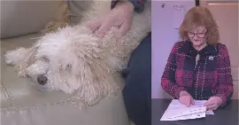 Страховка становится роскошью: $866 в месяц за здоровье питомца