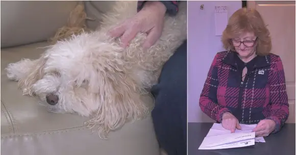 Страховка становится роскошью: $866 в месяц за здоровье питомца