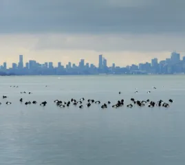 Покупатели кондо в GTA теряют сотни тысяч долларов на фоне падения цен и низких оценок недвижимости