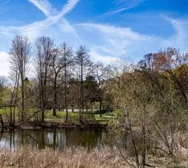 Жители Торонто борются за спасение более 800 деревьев в местном парке от вырубки