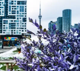 В Торонто ожидается похолодание, снег и сильный ветер в начале недели