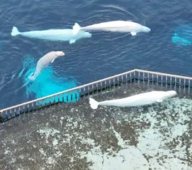 Закрытый парк Marineland просит федеральный заём до $20 млн для перевозки белух в США