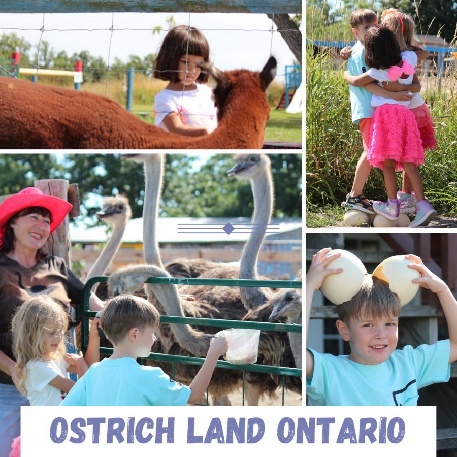 Welcome to Ostrich Land Ontario!