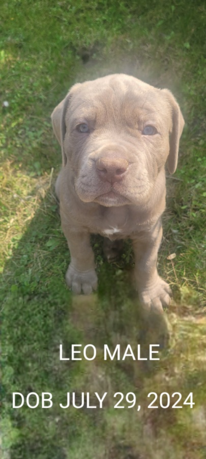 Cane Corso Puppies For Sale