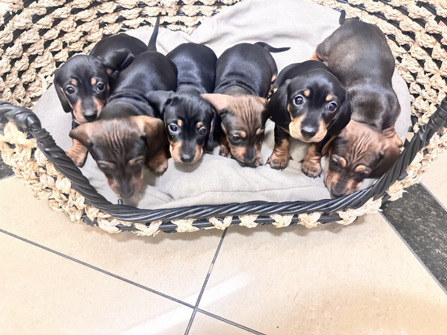 Щенки мини такса/Mini Dachshund Puppies