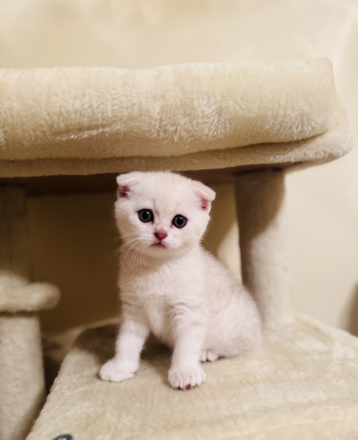 Kitten Scottish Fold