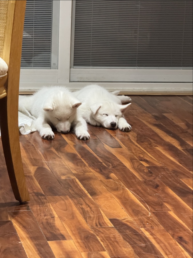 West Siberian Laika