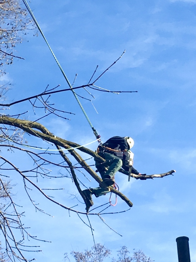 416 303 3046 TREE SERVICE, REMOVAL, STUMP GRINDING