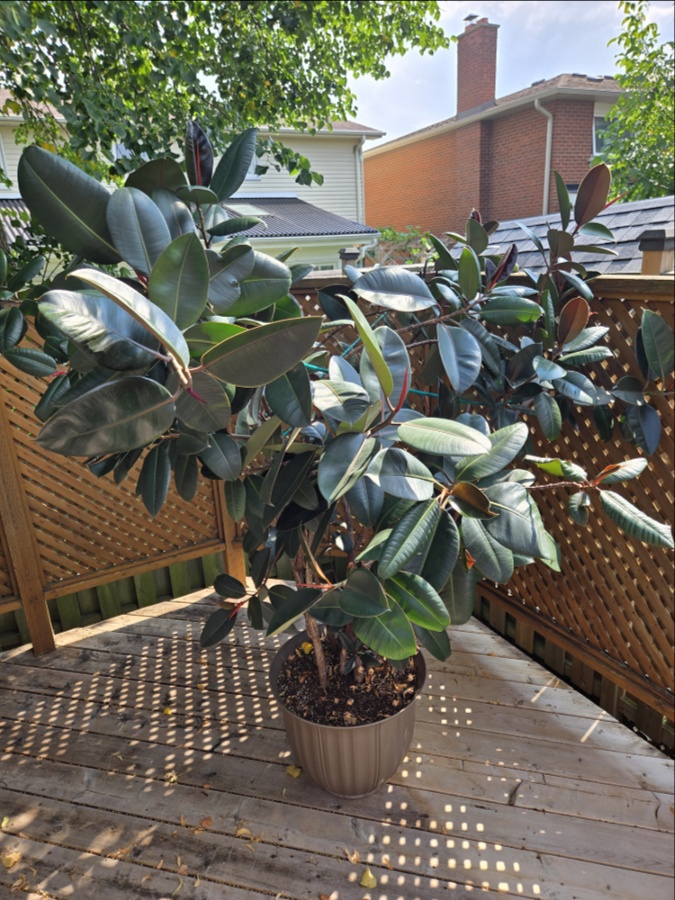Фикус - Burgundy Ficus Elastica Rubber Plant