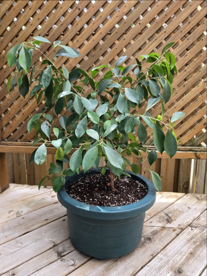 Фикус -  Ficus Benjamina Plant