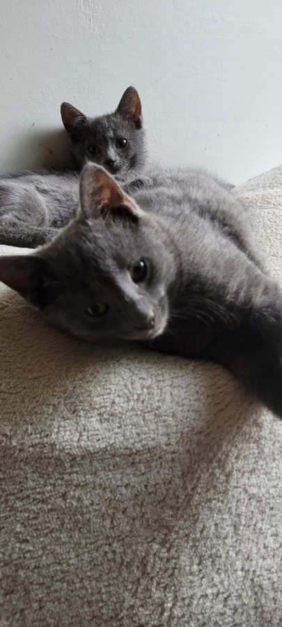 1 or 2 Kittens ( male and female) looking for a new house