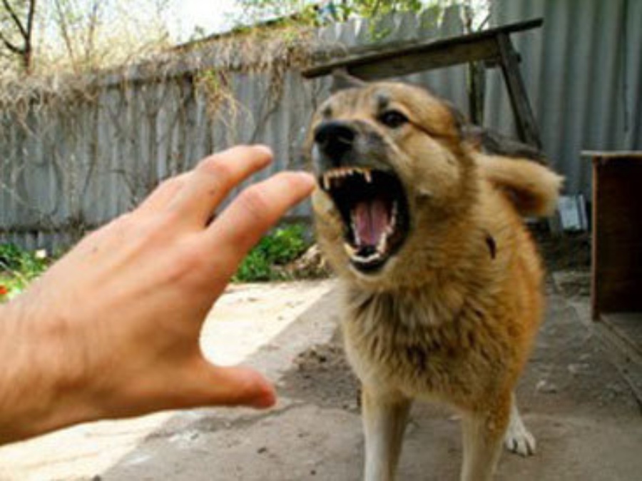 Коррекция поведения собак с выездом на дом Торонто