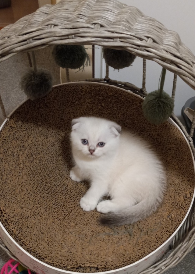 продам котят